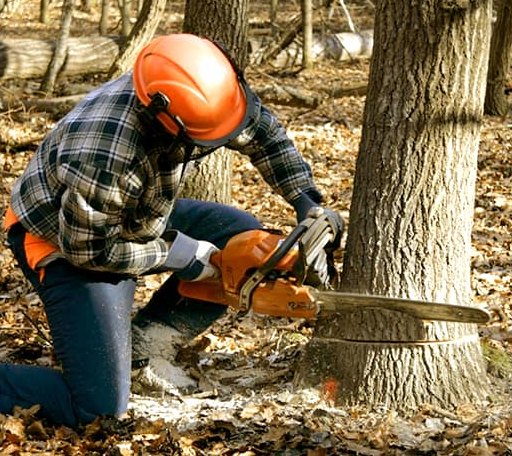 Tree Removal in Ingomar, MT